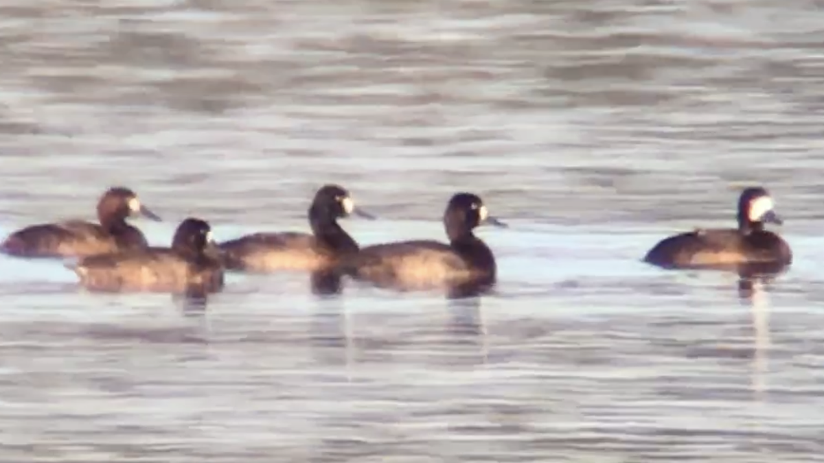 Greater Scaup - ML396002301