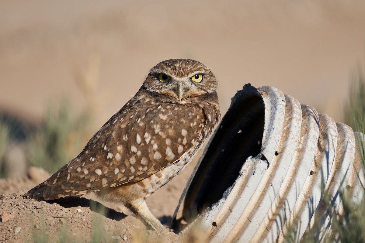 Burrowing Owl - ML396003561