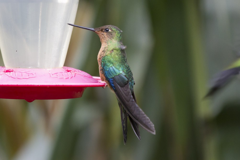 kolibřík modrokřídlý - ML39600441