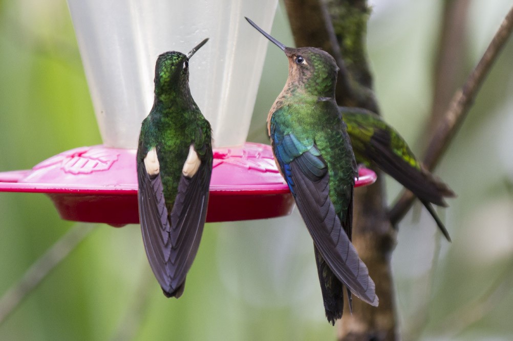 kolibřík modrokřídlý - ML39600451