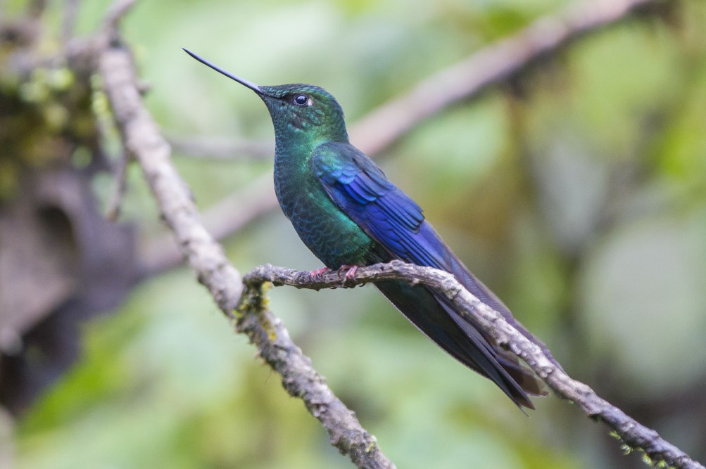 kolibřík modrokřídlý - ML39600461