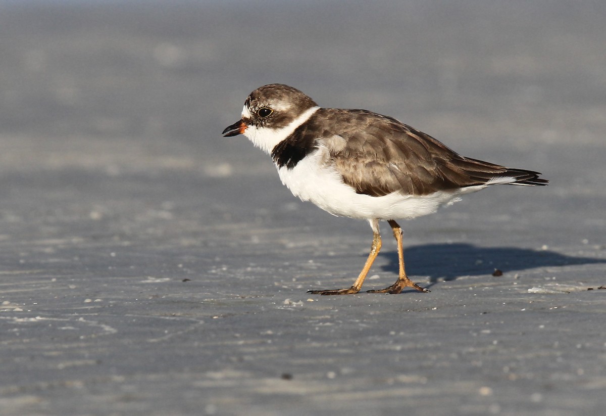 Semipalmated Plover - ML39600671