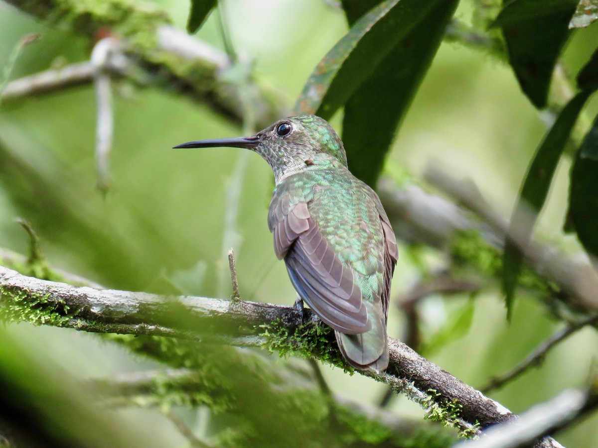 Scaly-breasted Hummingbird - ML39600881