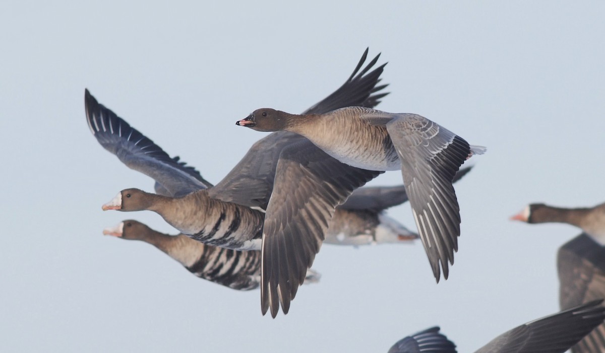 Pink-footed Goose - ML396010421