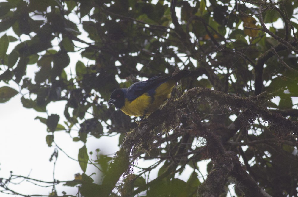 Hooded Mountain Tanager - ML39601091
