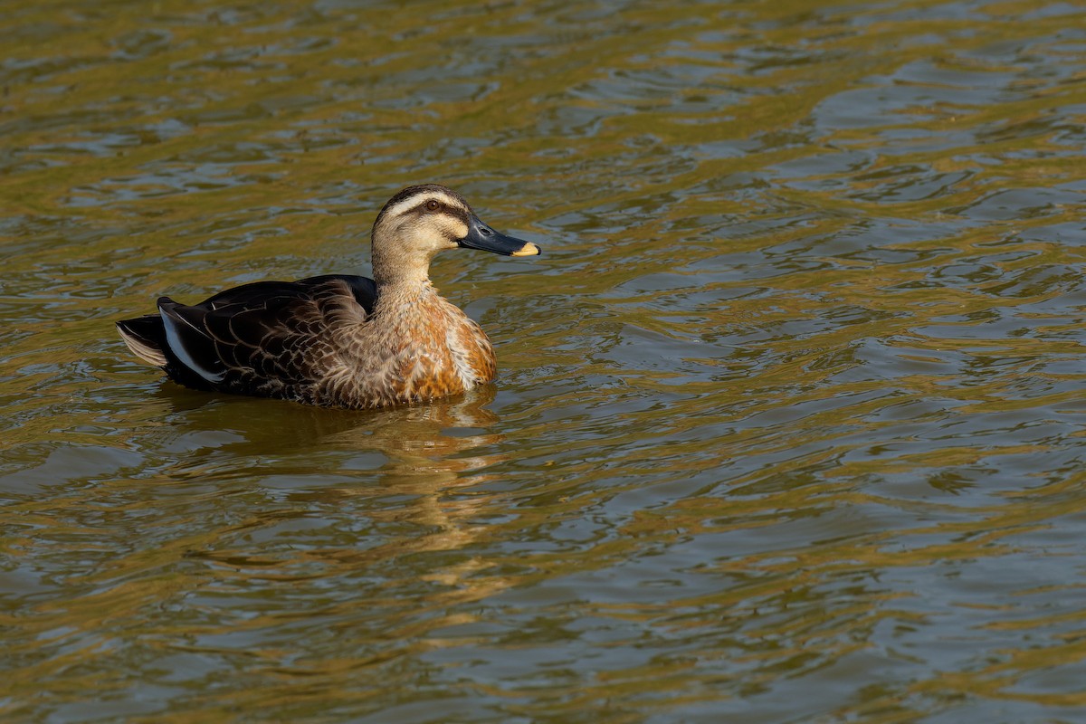 Eastern Spot-billed Duck - ML396011151