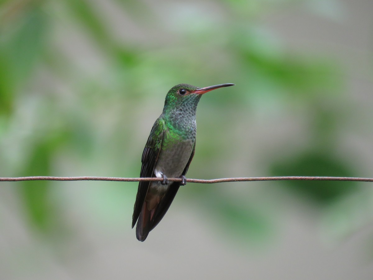 Rufous-tailed Hummingbird - John van Dort