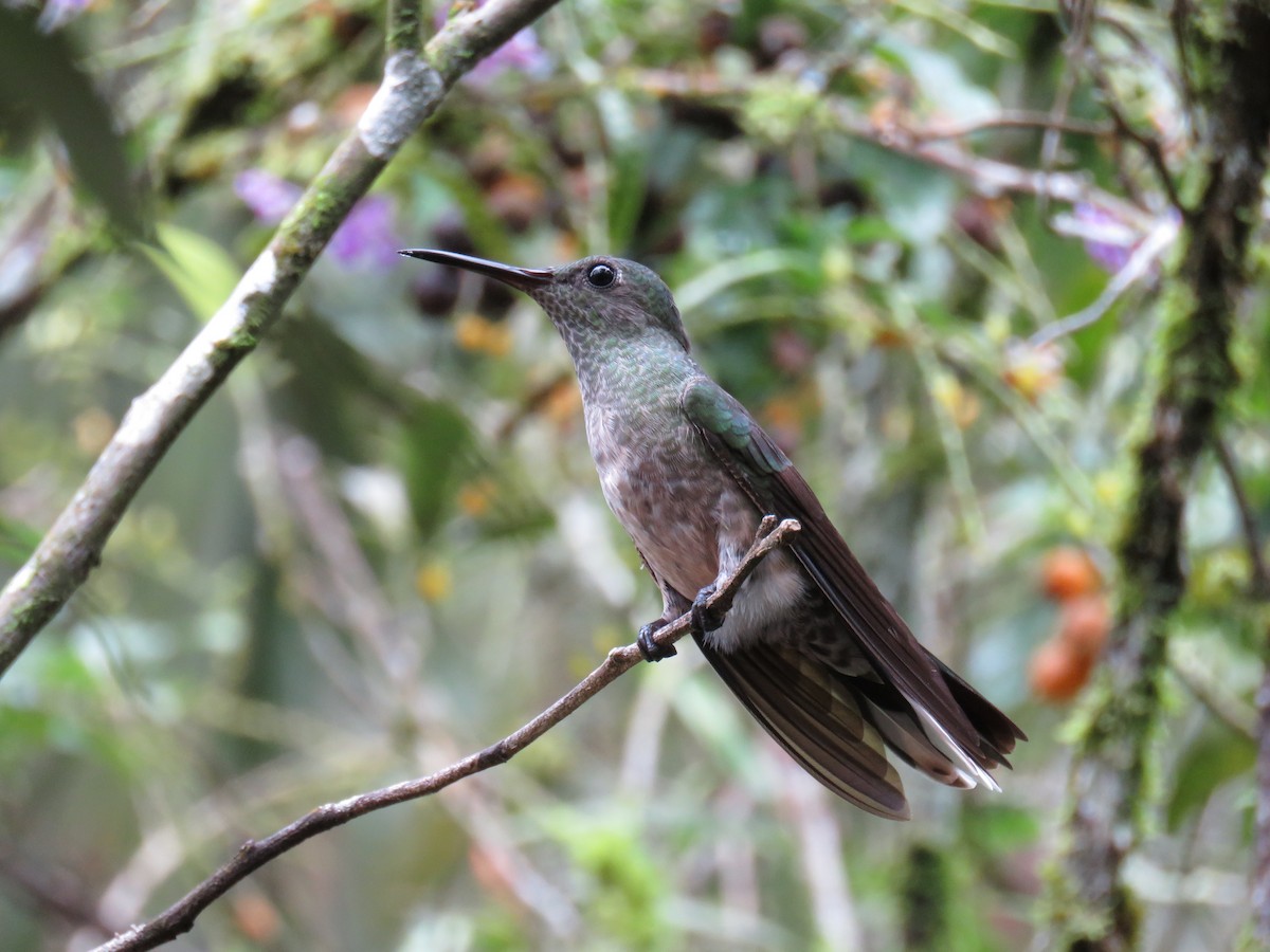Scaly-breasted Hummingbird - ML39601571