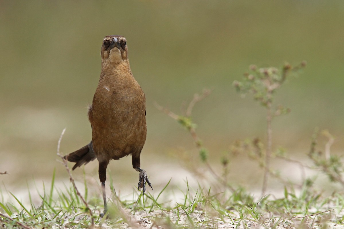 Boat-tailed Grackle - ML39601581