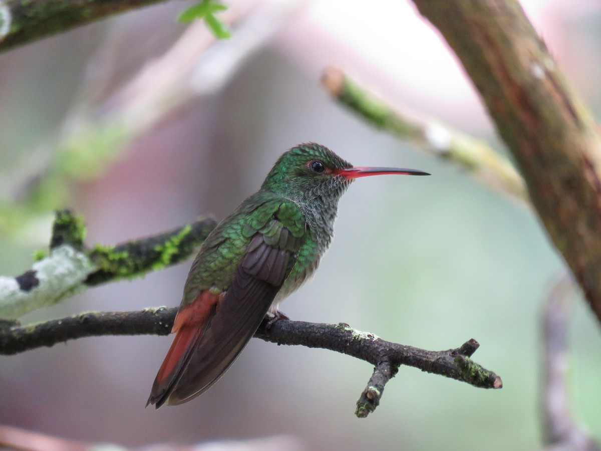 Rufous-tailed Hummingbird - John van Dort