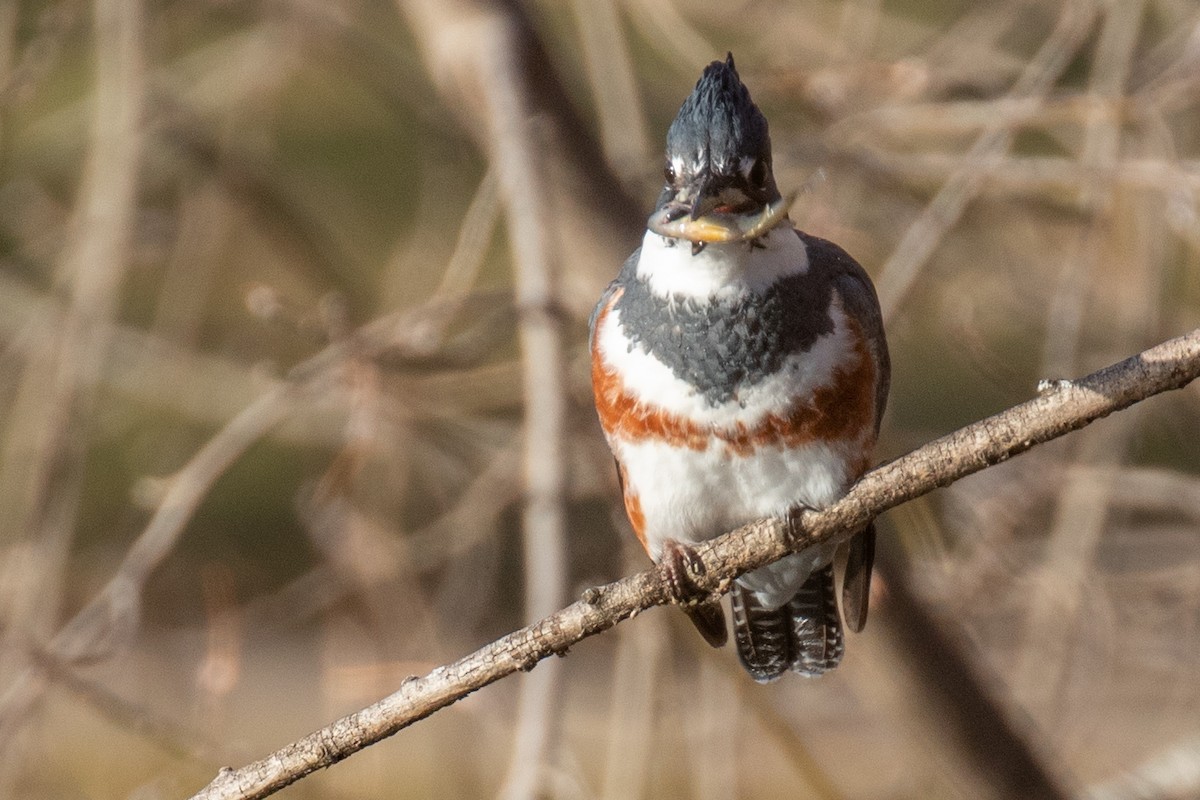 Belted Kingfisher - ML396020481