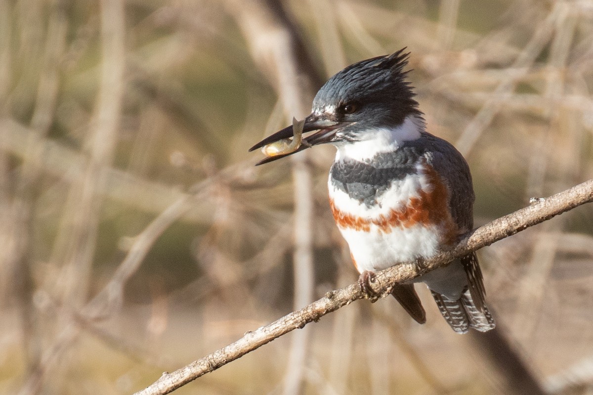 Belted Kingfisher - ML396020501