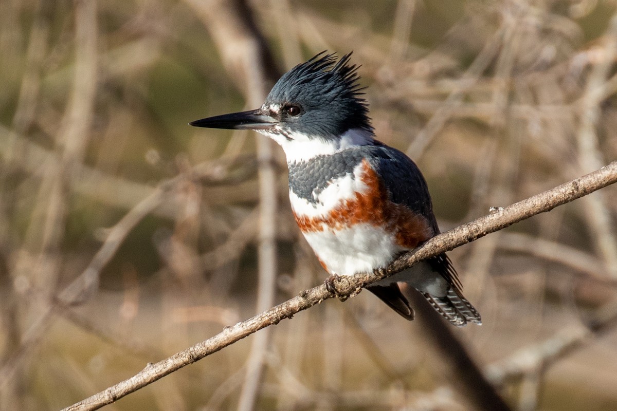 Belted Kingfisher - ML396020561