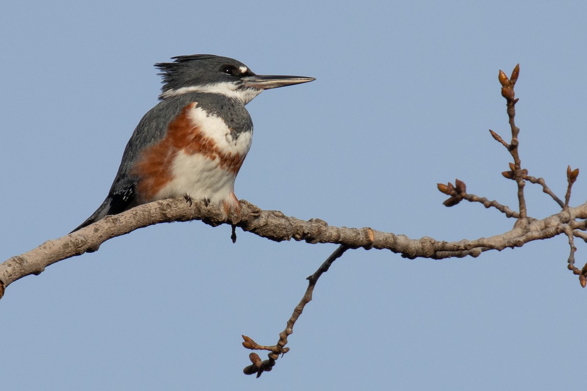 Belted Kingfisher - ML396020601