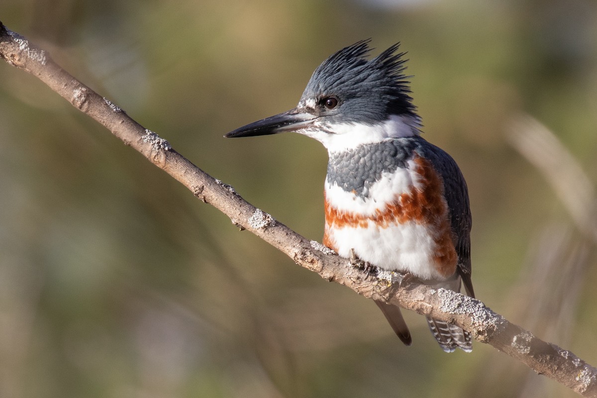 Belted Kingfisher - ML396020611