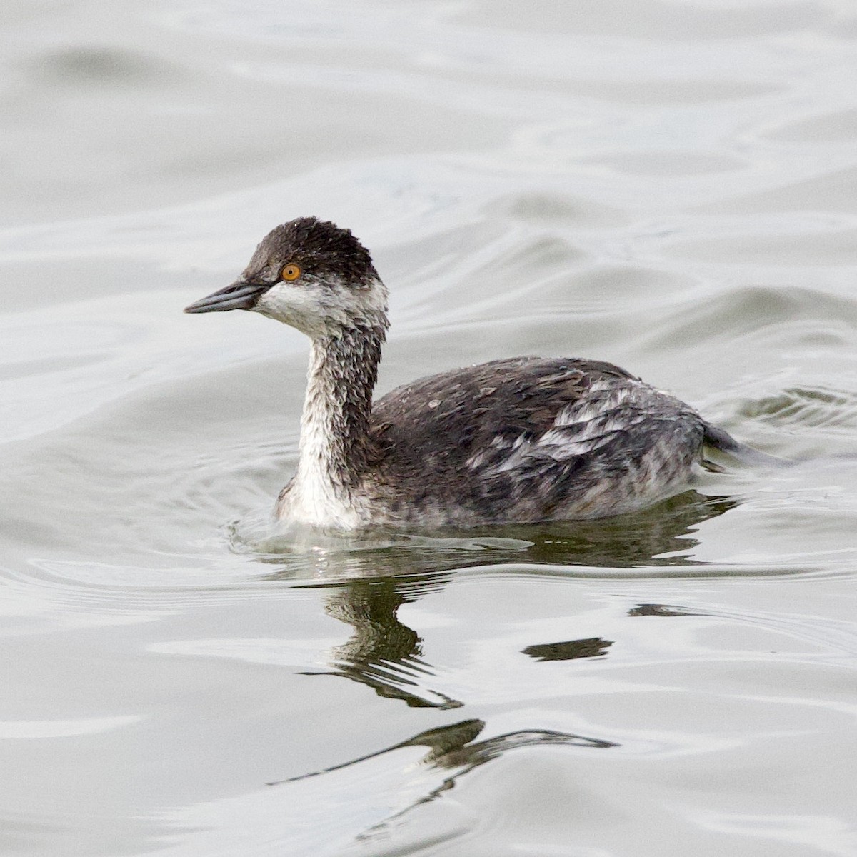 Eared Grebe - Rob O'Donnell