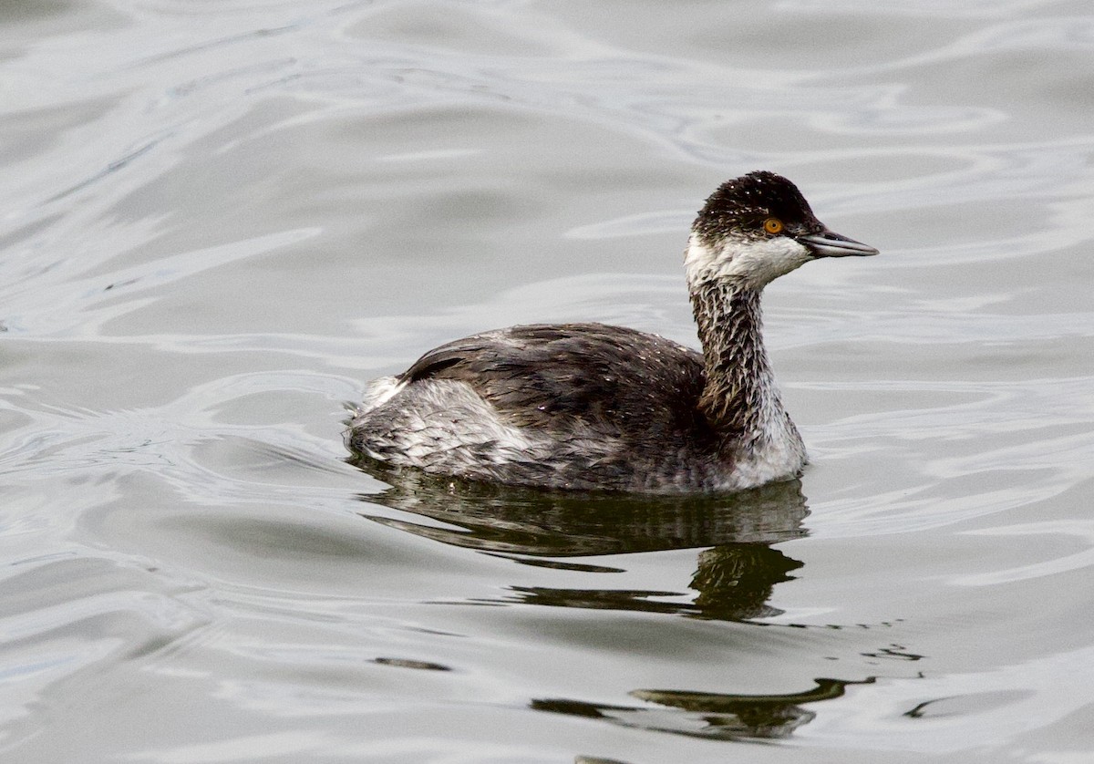 Eared Grebe - Rob O'Donnell