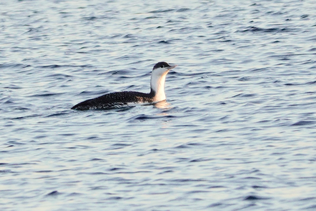 Red-throated Loon - ML396023361