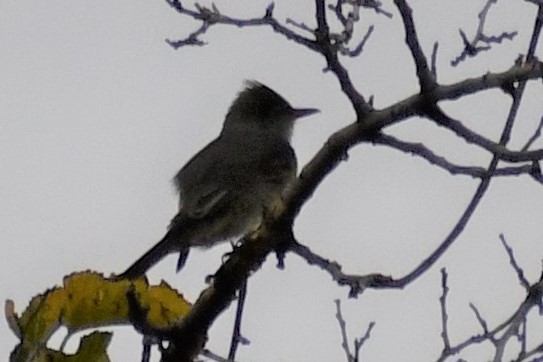 Greater Pewee - ML396023921