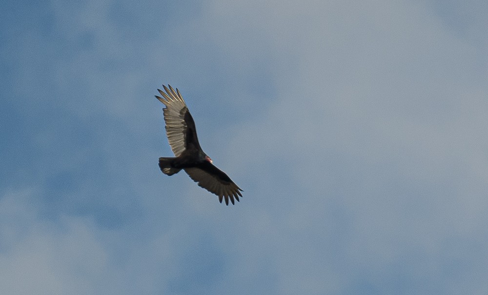 Turkey Vulture - Bert Filemyr