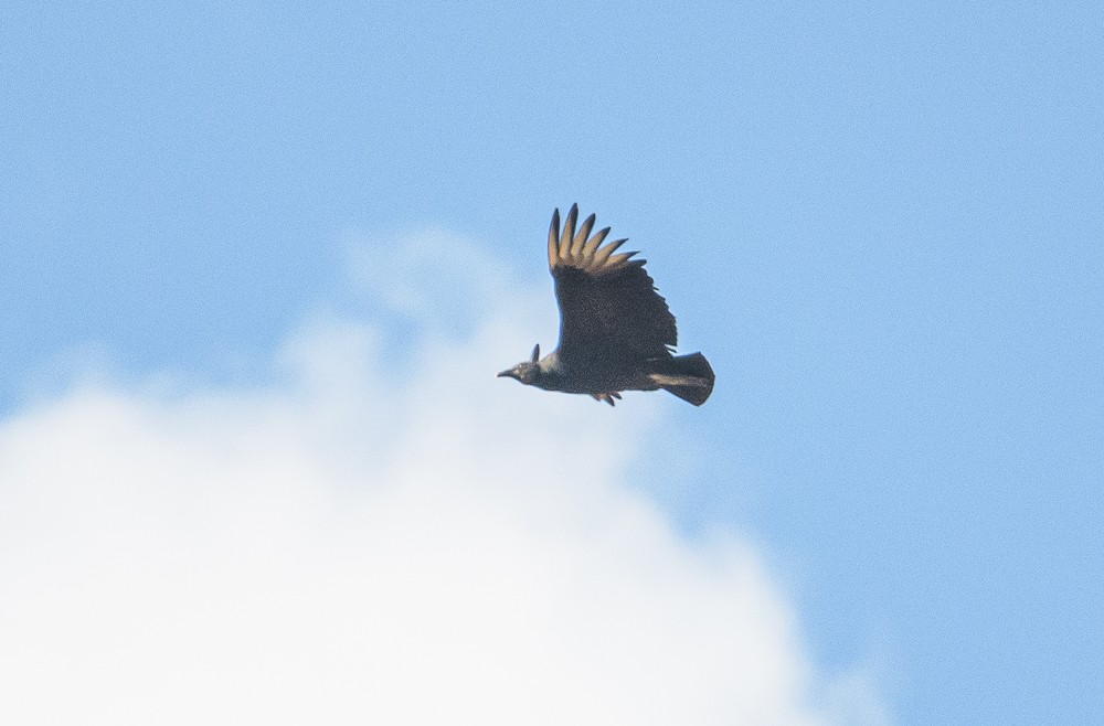 Black Vulture - Bert Filemyr