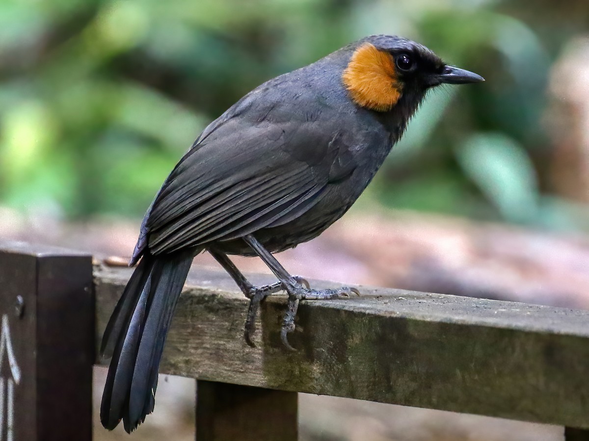 Rufous-cheeked Laughingthrush - Garrulax castanotis - Birds of the World