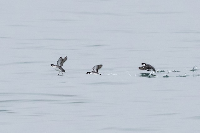 Ancient Murrelet