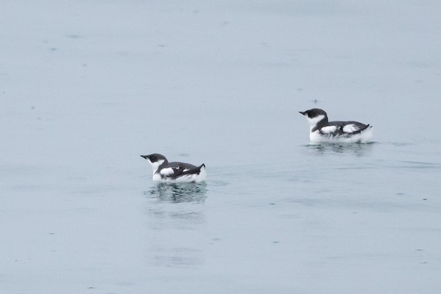 Marbled Murrelet