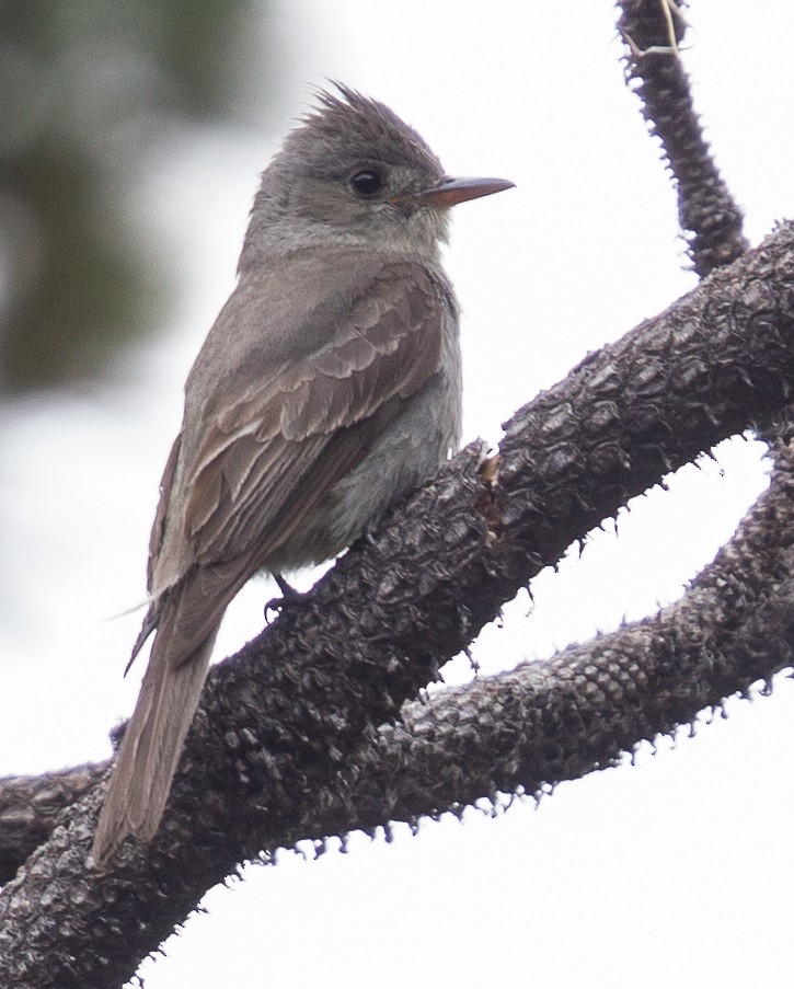 Greater Pewee - ML396045341