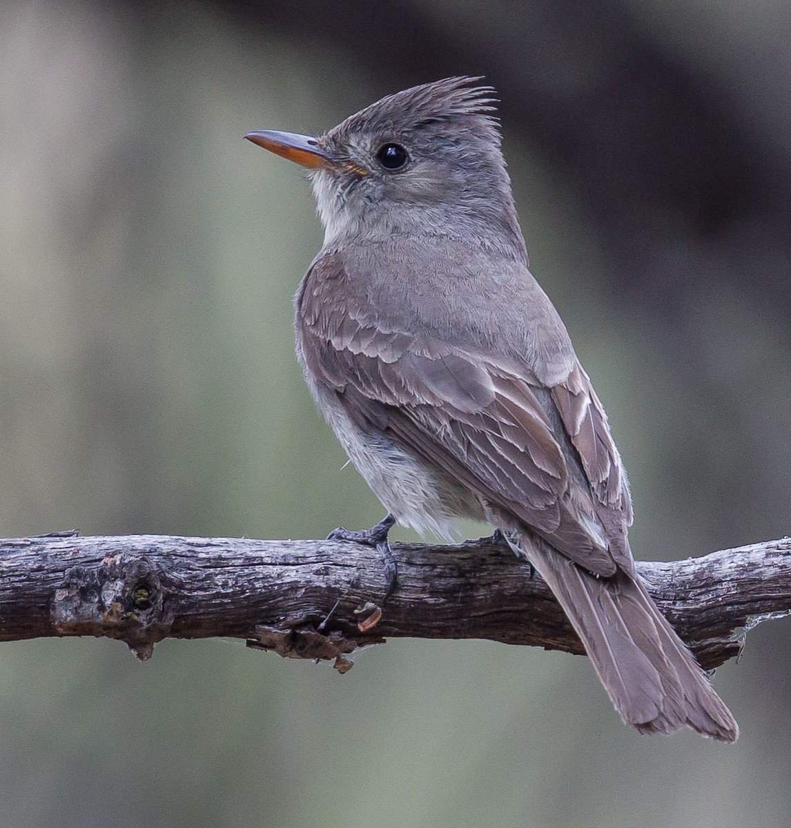 Greater Pewee - ML396045371