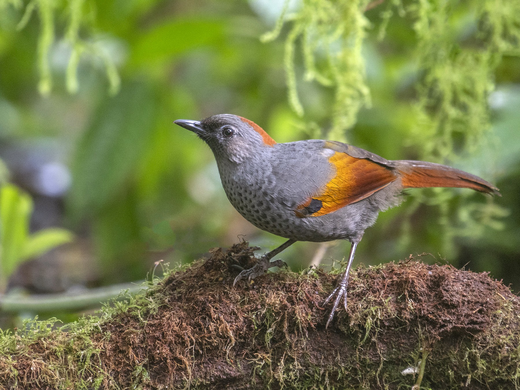 Golden-winged Laughingthrush - Dinh Thinh