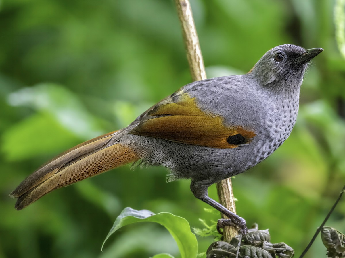 Golden-winged Laughingthrush - Trochalopteron ngoclinhense - Birds of ...