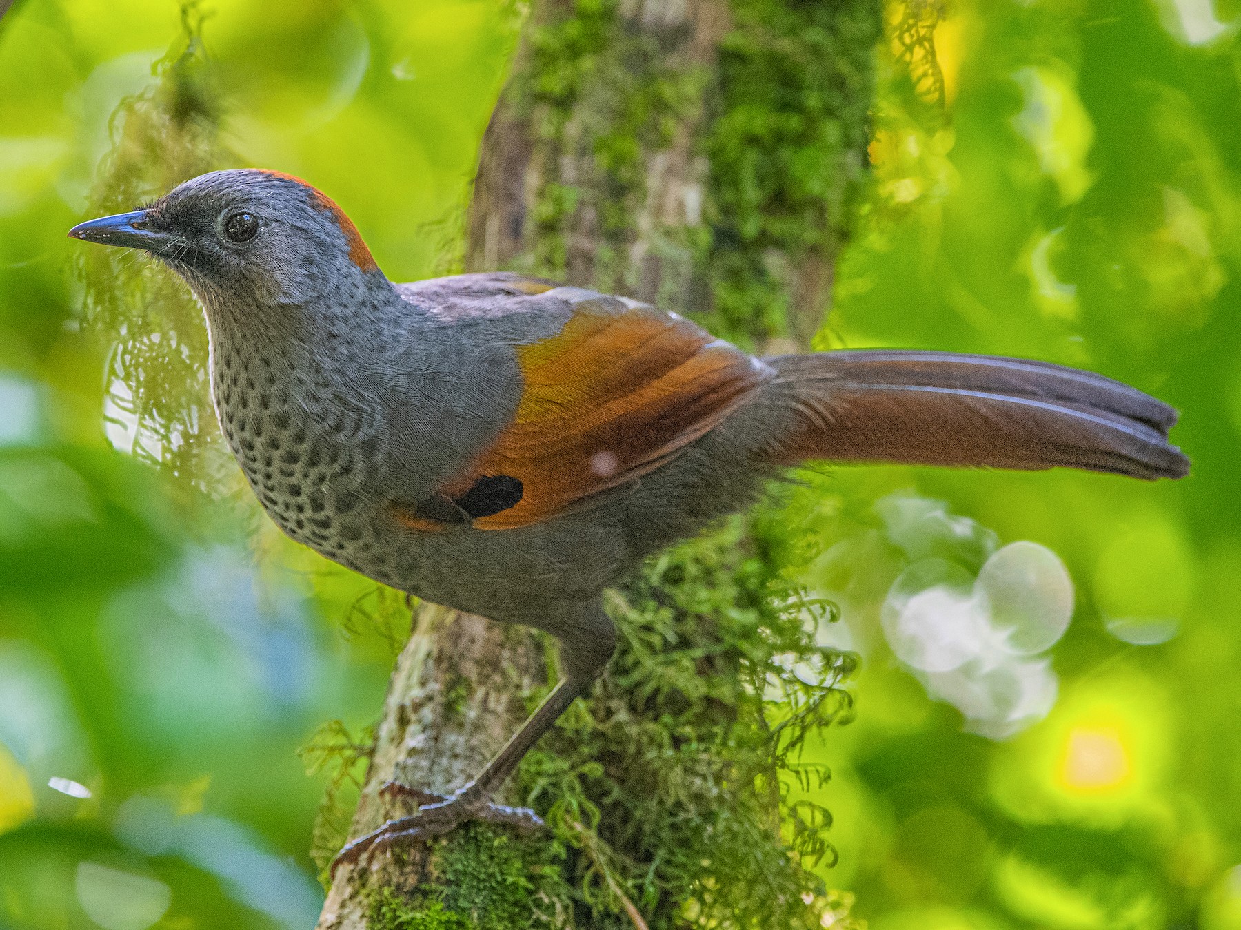 Golden-winged Laughingthrush - eBird