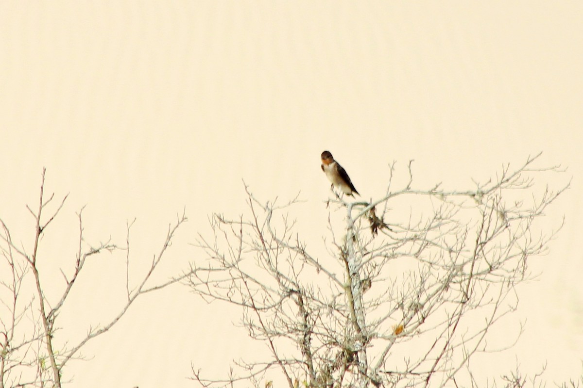 Southern Rough-winged Swallow - ML39604831