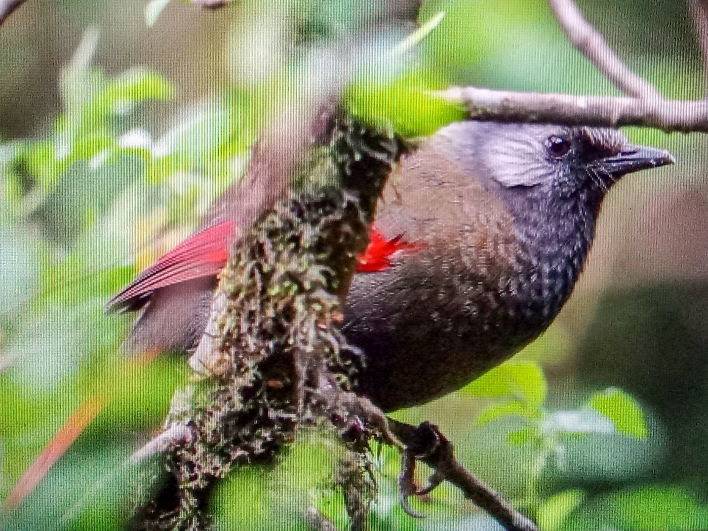 Red-winged Laughingthrush - Trung Buithanh