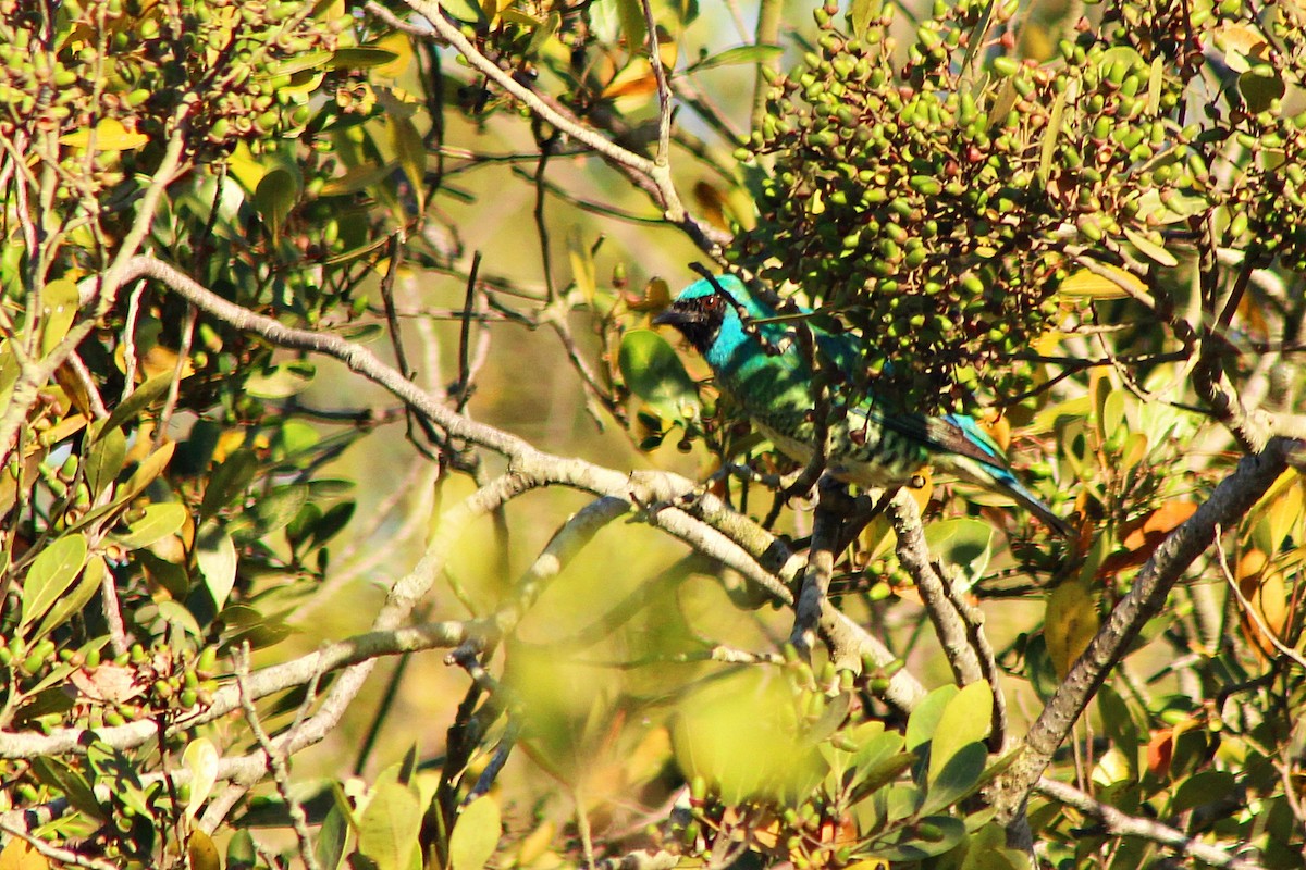 Swallow Tanager - ML39604901