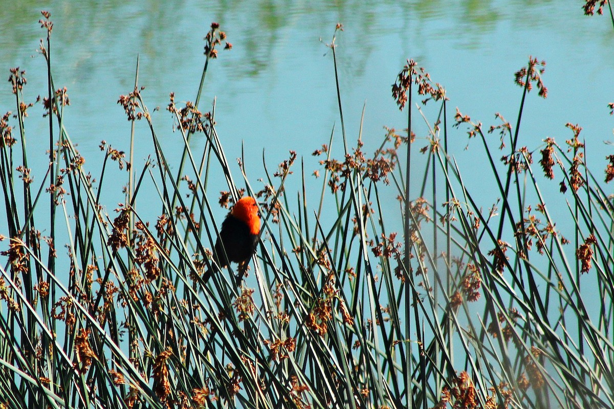 Scarlet-headed Blackbird - Rafael Romagna