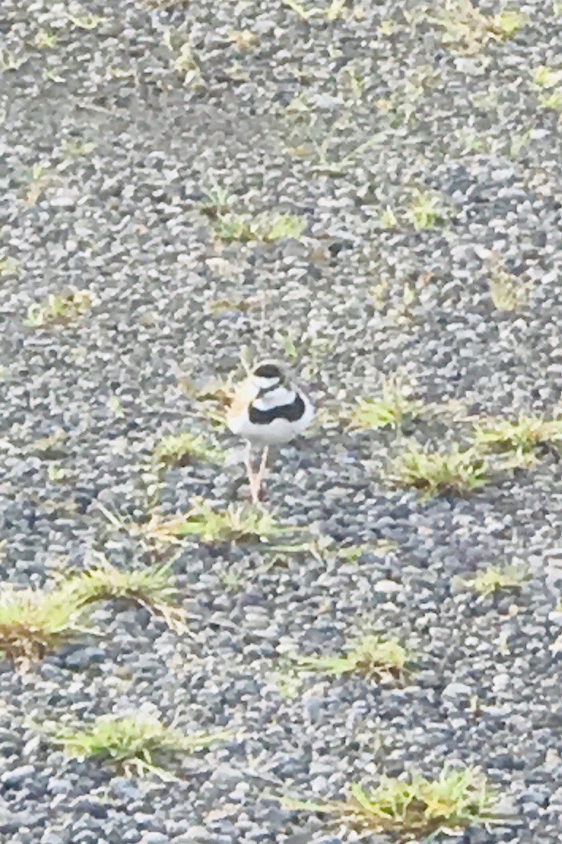 Collared Plover - ML396050681