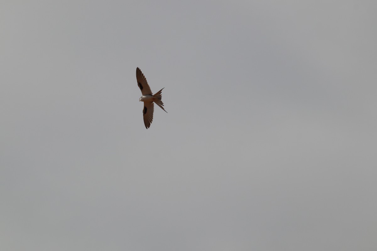 Scissor-tailed Kite - Adam Kent