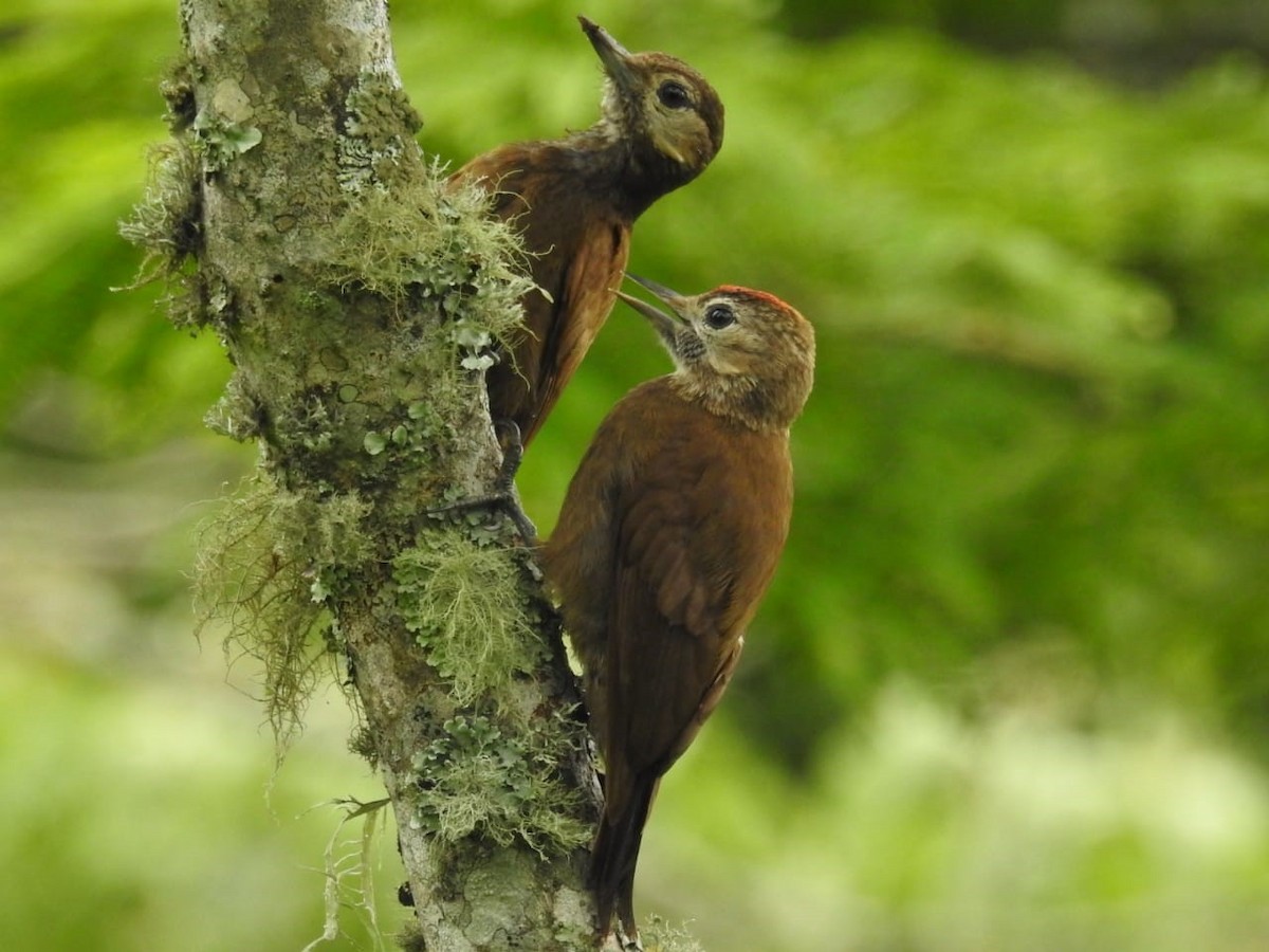 Smoky-brown Woodpecker - FELIPE SAN MARTIN