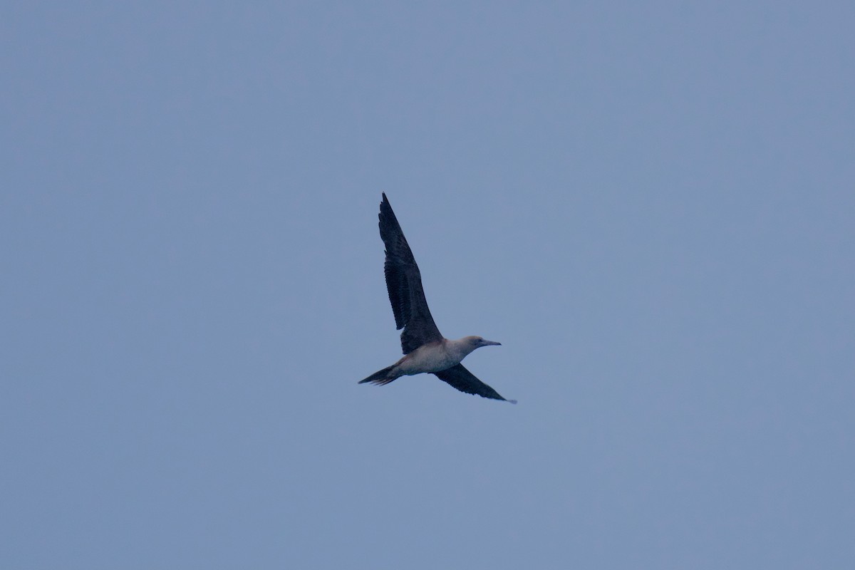 Red-footed Booby - John Dumlao