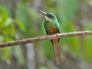  - Rufous-tailed Jacamar