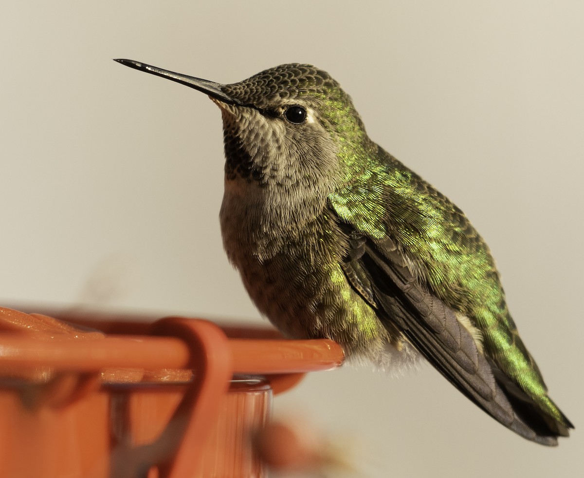 Anna's Hummingbird - ML396061101