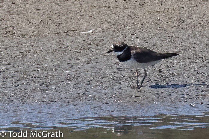 Common Ringed Plover - ML396064131