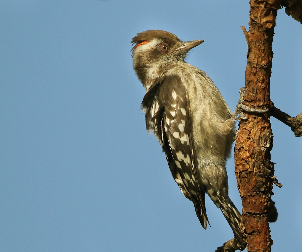 Brown-capped Pygmy Woodpecker - ML396069641