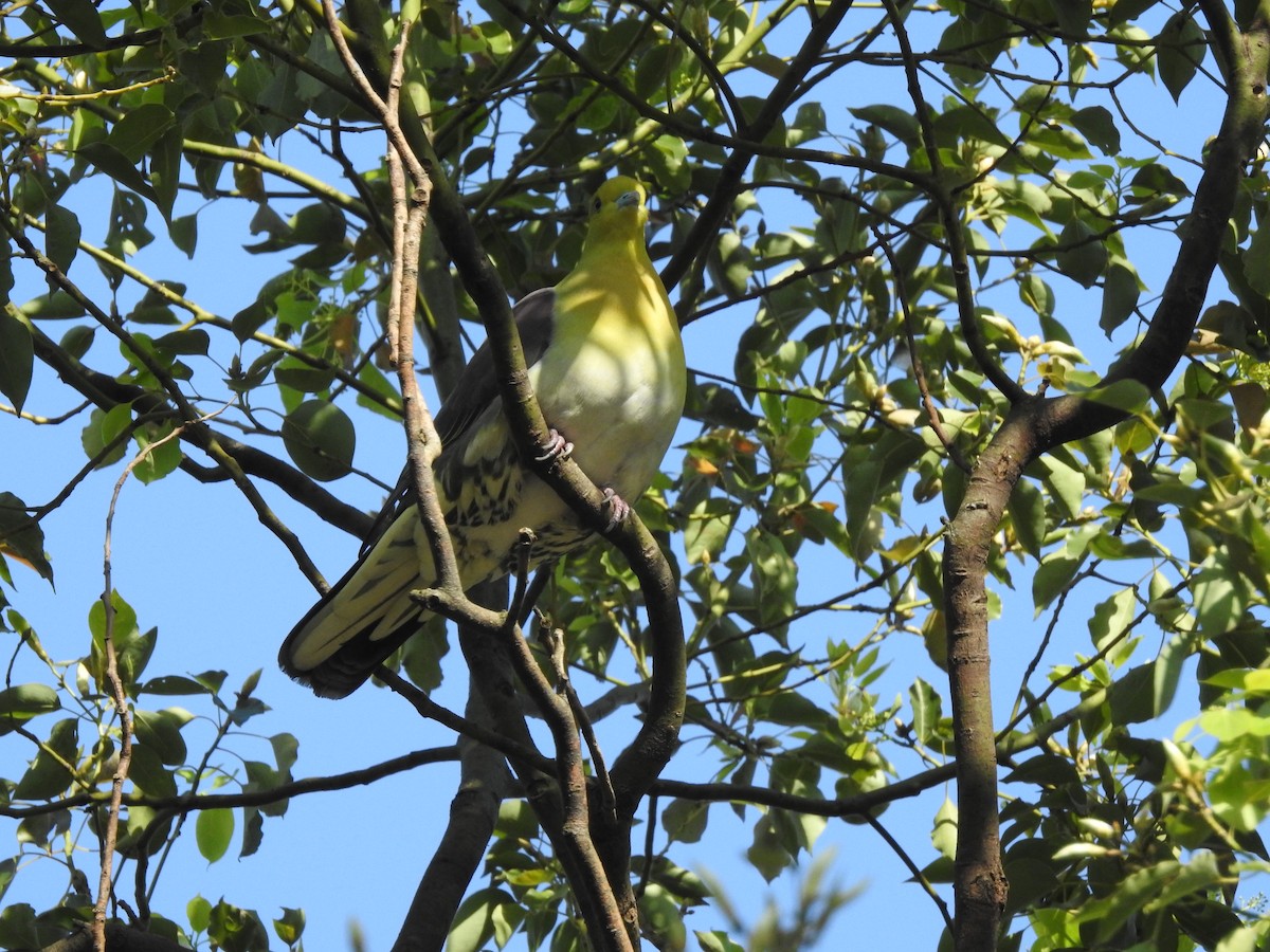 White-bellied Green-Pigeon - ML396074091