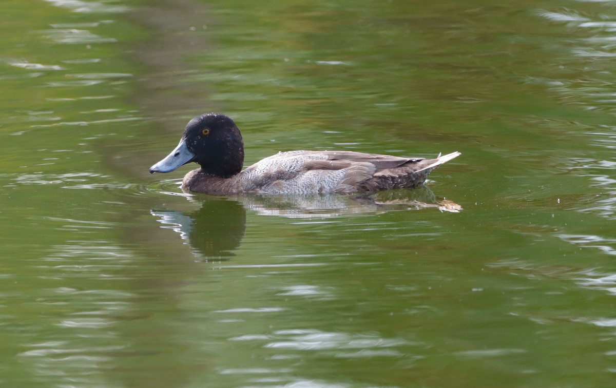 Greater Scaup - ML396076891
