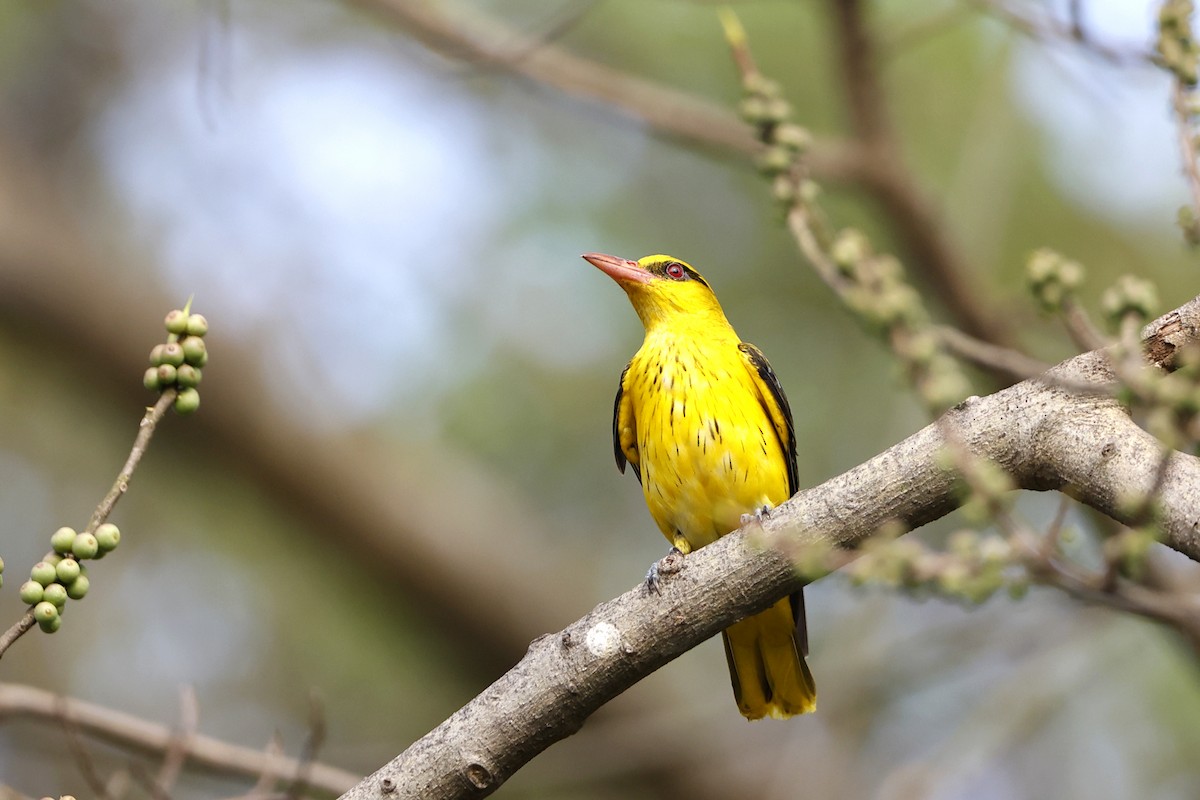 Indian Golden Oriole - ML396080721