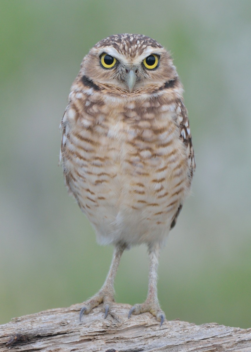 Burrowing Owl - Michiel Oversteegen