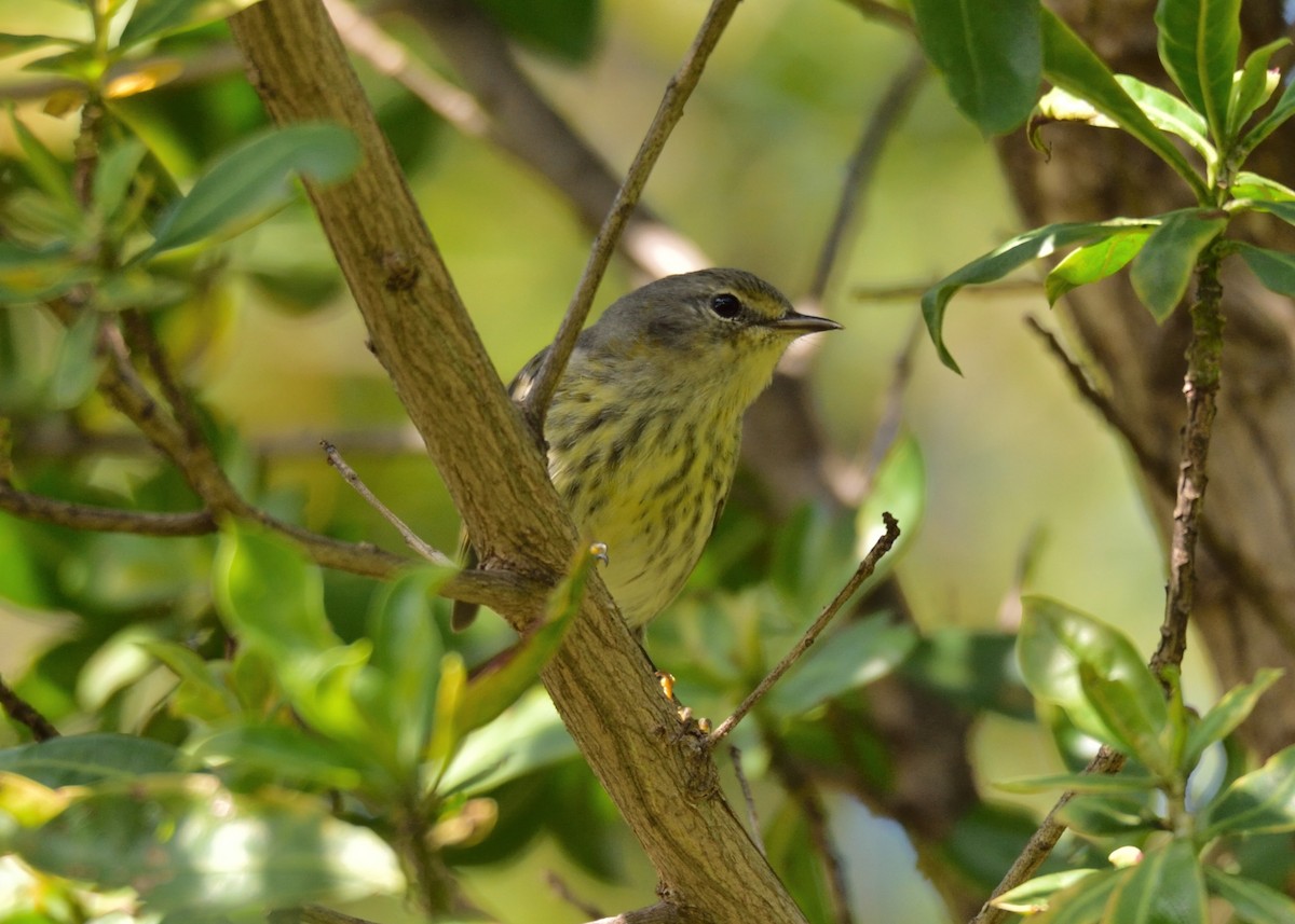 Cape May Warbler - ML396087831